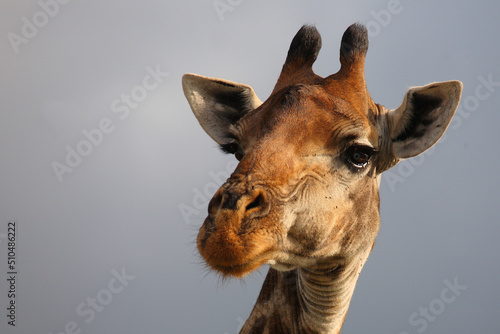 Photography Giraffe / Giraffe / Giraffa camelopardalis