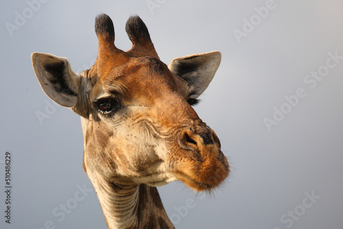 Photography Giraffe / Giraffe / Giraffa camelopardalis