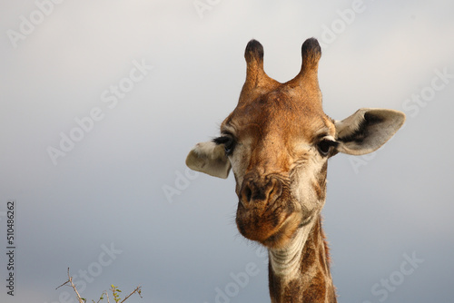 Photography Giraffe / Giraffe / Giraffa camelopardalis