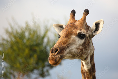 Canvas Print Giraffe / Giraffe / Giraffa camelopardalis