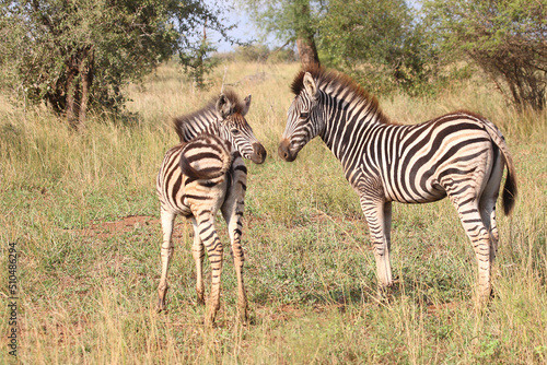 Steppenzebra   Burchell s zebra   Equus burchellii.