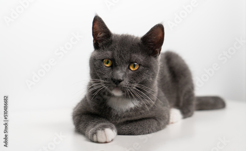 British/scottish gray and cute cat, kitten, pet products background, cat portrait