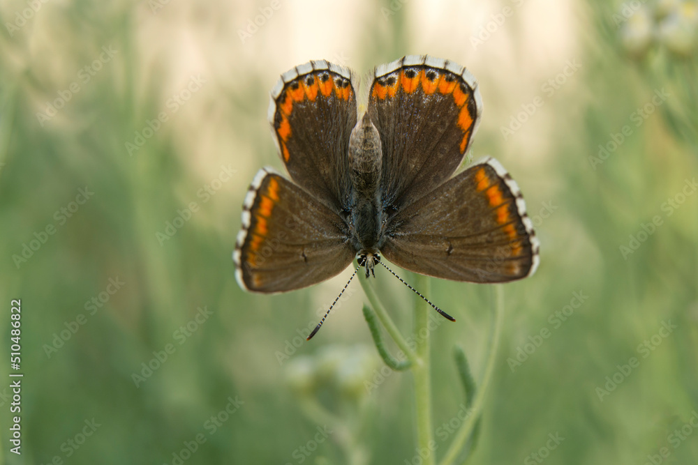 Macro shots, Beautiful nature scene. Closeup beautiful butterfly sitting on the flower in a summer garden. Macro shots, Beautiful nature scene. Closeup beautiful butterfly sitting on the flower in a summer garden.