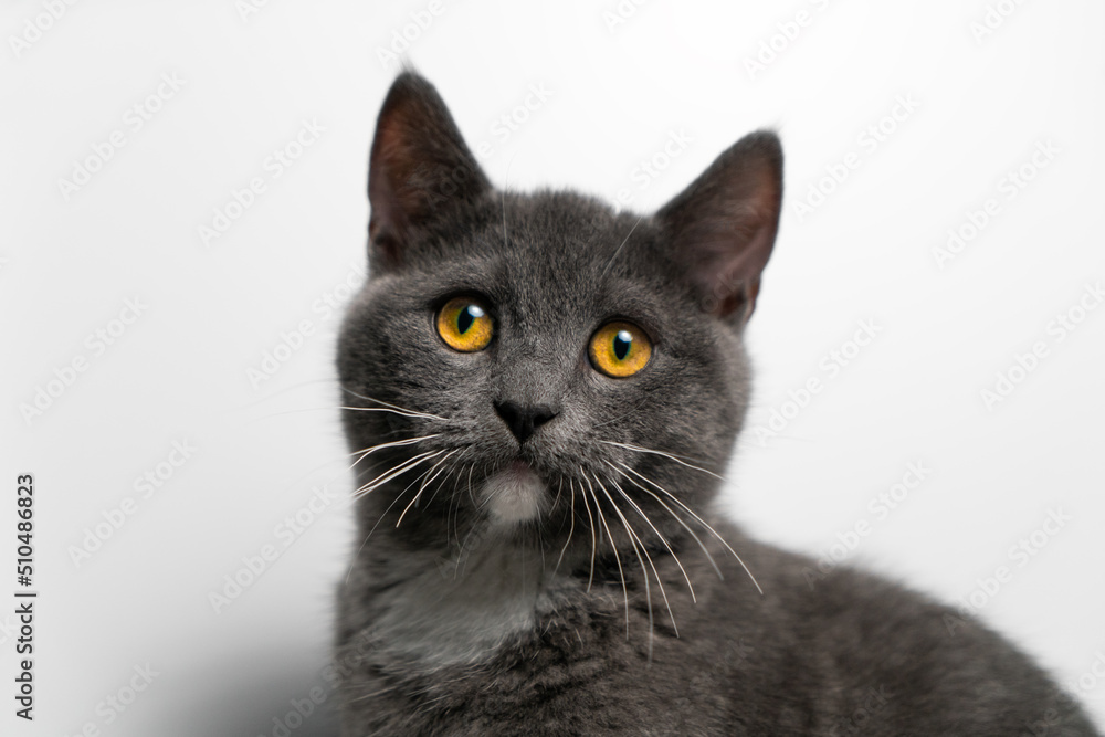 British/scottish gray and cute cat, kitten, pet products background, cat portrait