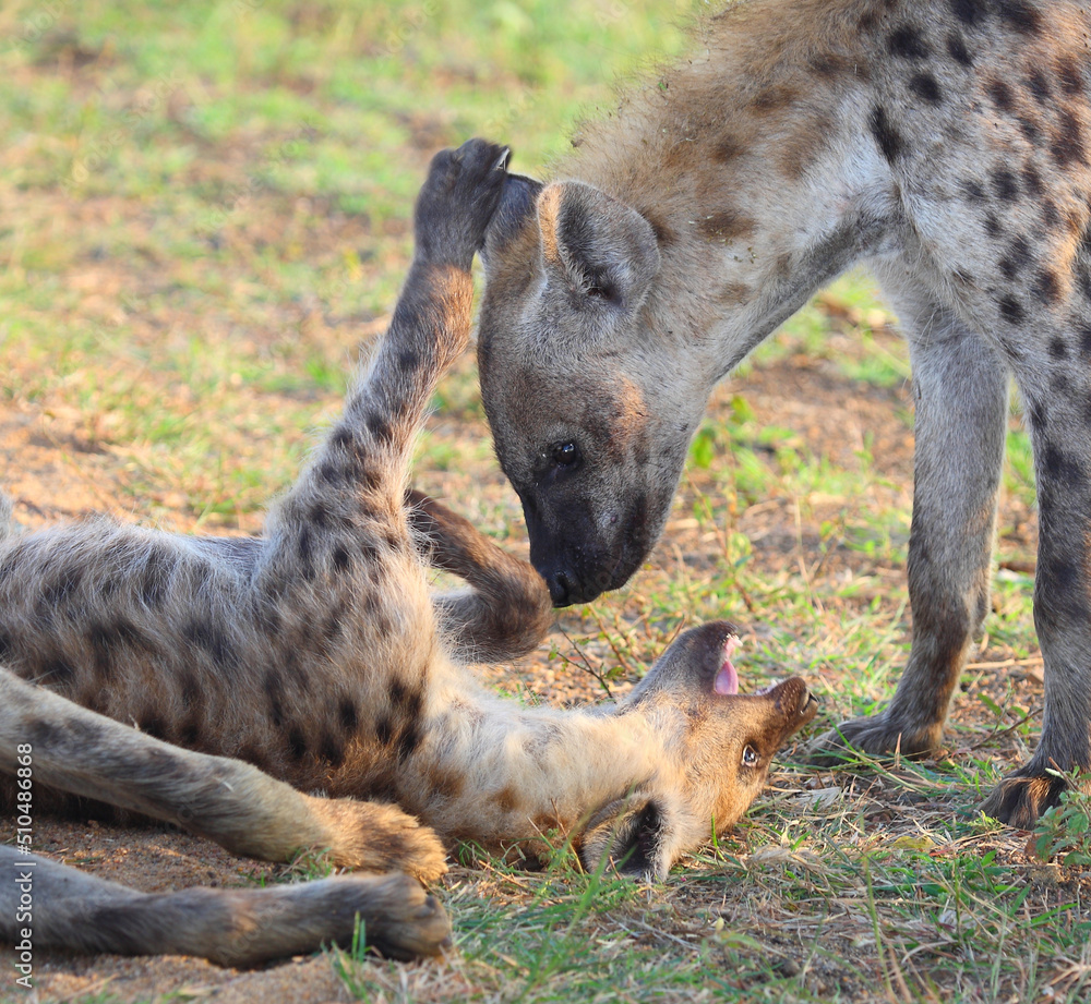 Tüpfelhyäne / Spotted hyaena / Crocuta crocuta... Tüpfelhyäne / Spotted hyaena / Crocuta crocuta...