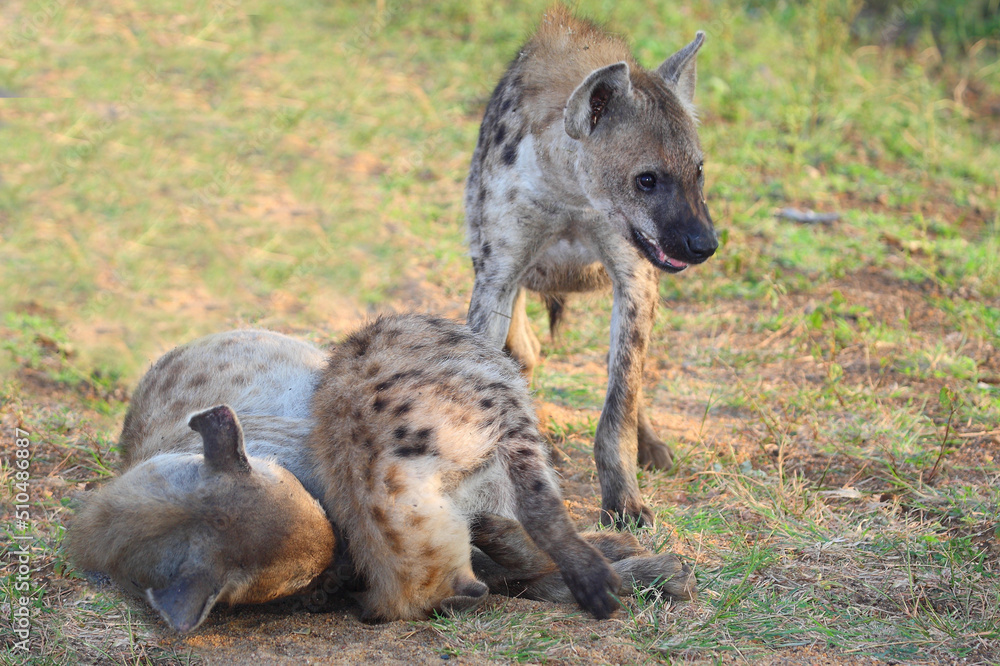 Tüpfelhyäne / Spotted hyaena / Crocuta crocuta... Tüpfelhyäne / Spotted hyaena / Crocuta crocuta...