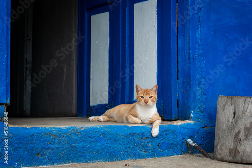A Cat Sitting at the Entrance to the Blue Door of his Home © Alexandre