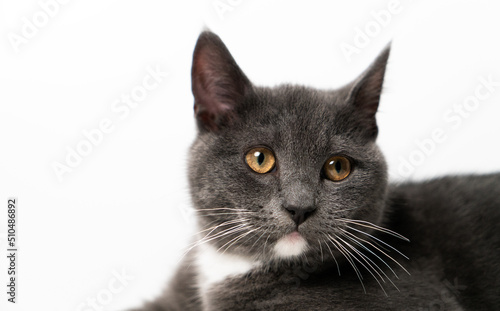 British/scottish gray and cute cat, kitten, pet products background, cat portrait