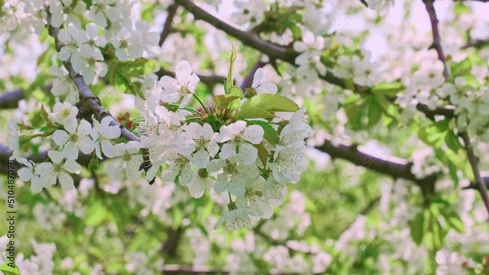 branches of a sweet cherry tree with white flowers. spring garden. branches of a sweet cherry tree with white flowers. spring garden.
