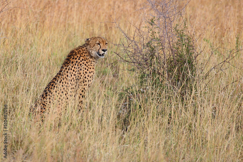 Gepard / Cheetah / Acinonyx jubatus Gepard / Cheetah / Acinonyx jubatus