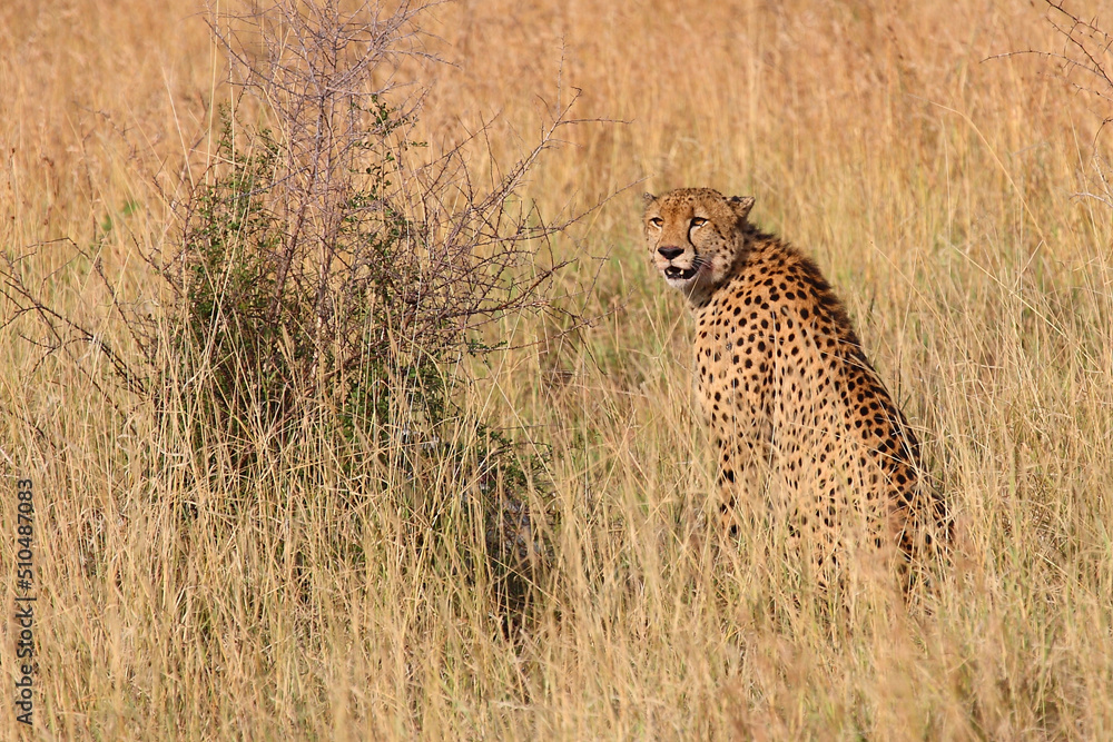 Naklejka premium Gepard / Cheetah / Acinonyx jubatus