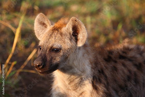 Tüpfelhyäne / Spotted hyaena / Crocuta crocuta...