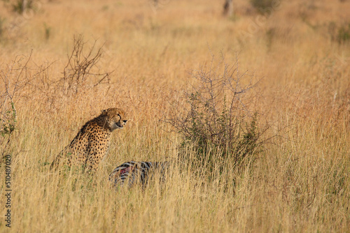Gepard / Cheetah / Acinonyx jubatus........Gepard / Cheetah / Acinonyx jubatus