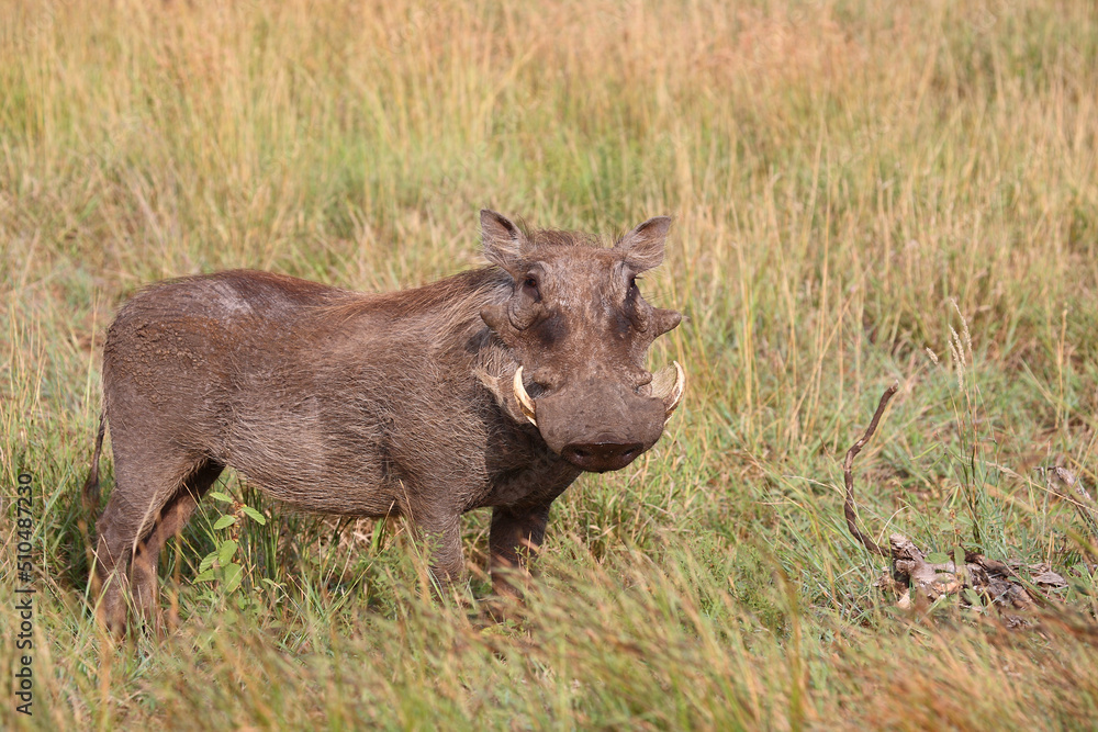 Warzenschwein / Warthog / Phacochoerus africanus Warzenschwein / Warthog / Phacochoerus africanus