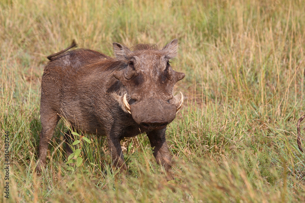 Warzenschwein / Warthog / Phacochoerus africanus.. Warzenschwein / Warthog / Phacochoerus africanus..