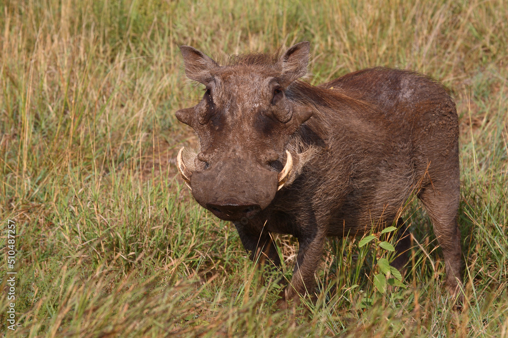 Warzenschwein / Warthog / Phacochoerus africanus.. Warzenschwein / Warthog / Phacochoerus africanus..