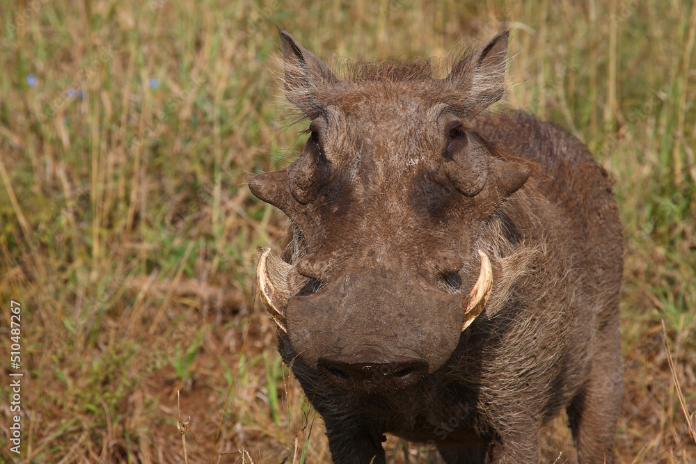 Warzenschwein / Warthog / Phacochoerus africanus.. Warzenschwein / Warthog / Phacochoerus africanus..
