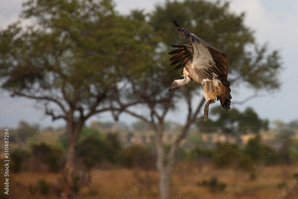 Fototapeta premium Weißrückengeier / White-backed vulture / Gyps africanus.