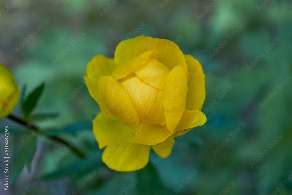 Spring flowers on a blurred background. The globeflower. Yellow flowers Trollius or globeflower. Spring flowers on a blurred background. The globeflower. Yellow flowers Trollius or globeflower.
