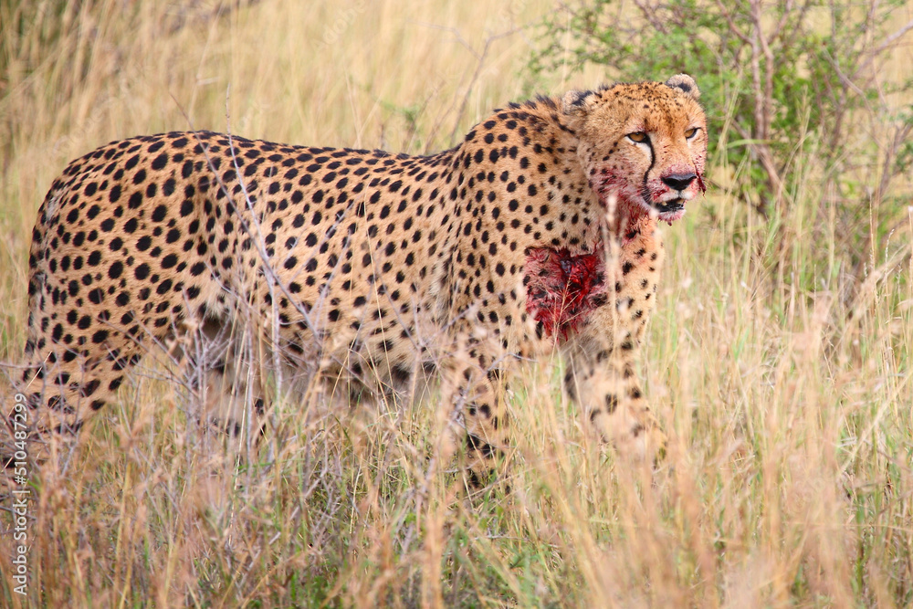 Fototapeta premium Gepard / Cheetah / Acinonyx jubatus..