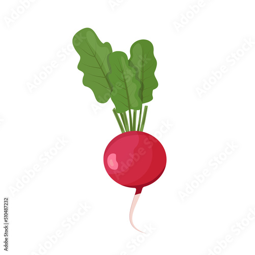 Radish with leaves, flat style vector illustration isolated on white background