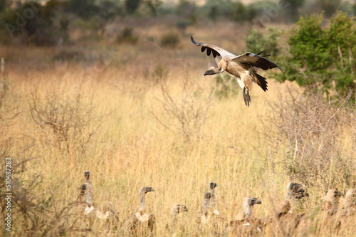 Weißrückengeier / White-backed vulture / Gyps africanus. © Ludwig