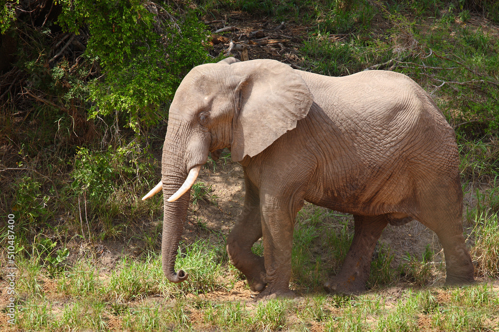 Afrikanischer Elefant / African elephant / Loxodonta africana