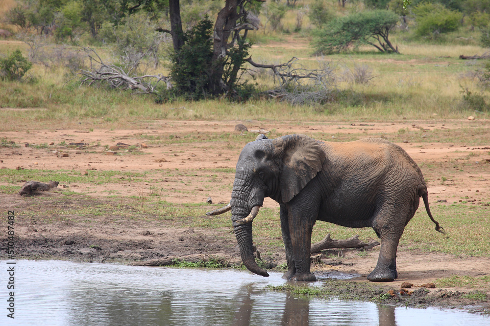 Afrikanischer Elefant am Kumana Damm / African elephant at Kumana Dam / Loxodonta africana