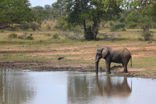 Afrikanischer Elefant am Kumana Damm / African elephant at Kumana Dam / Loxodonta africana © Ludwig
