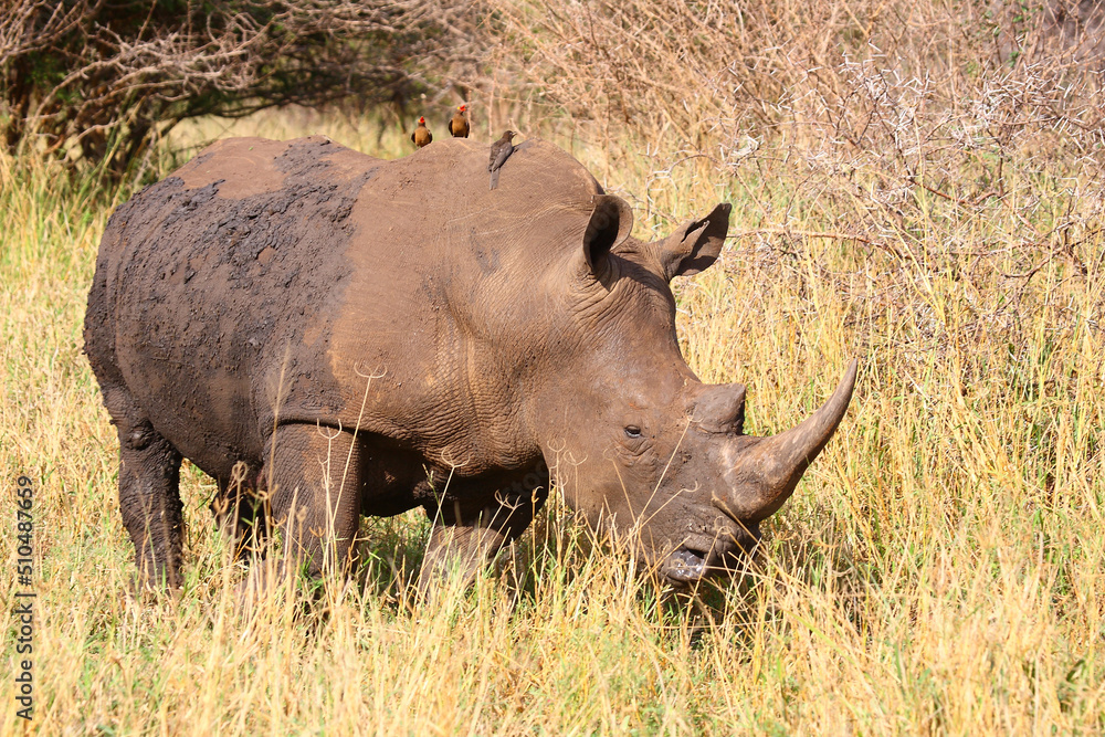 Breitmaulnashorn und Rotschnabel-Madenhacker / Square-lipped rhinoceros and Red-billed oxpecker / Ceratotherium simum et Buphagus erythrorhynchus. Breitmaulnashorn und Rotschnabel-Madenhacker / Square-lipped rhinoceros and Red-billed oxpecker / Ceratotherium simum et Buphagus erythrorhynchus.