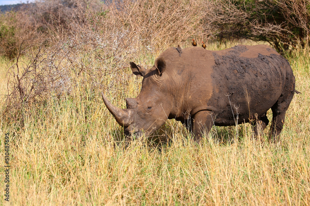Breitmaulnashorn und Rotschnabel-Madenhacker / Square-lipped rhinoceros and Red-billed oxpecker / Ceratotherium simum et Buphagus erythrorhynchus. Breitmaulnashorn und Rotschnabel-Madenhacker / Square-lipped rhinoceros and Red-billed oxpecker / Ceratotherium simum et Buphagus erythrorhynchus.