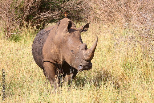 Breitmaulnashorn   Square-lipped rhinoceros   Ceratotherium simum