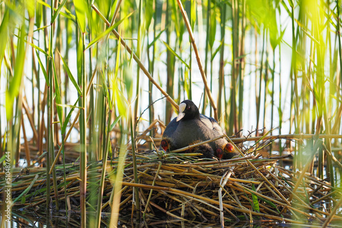 Coot or Fulica atra in nest with chicks. Mother coot on her nest in the reed beds