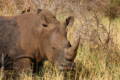 Breitmaulnashorn und Rotschnabel-Madenhacker / Square-lipped rhinoceros and Red-billed oxpecker / Ceratotherium simum et Buphagus erythrorhynchus.