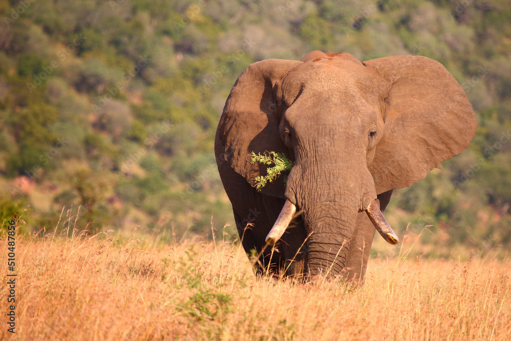 Obraz premium Afrikanischer Elefant / African elephant / Loxodonta africana