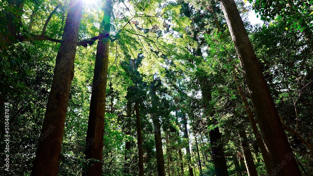 Naklejka premium 和多都美神社の裏参道の林