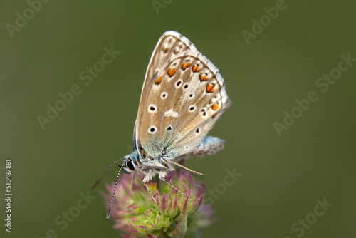 Macro shots, Beautiful nature scene. Closeup beautiful butterfly sitting on the flower in a summer garden.