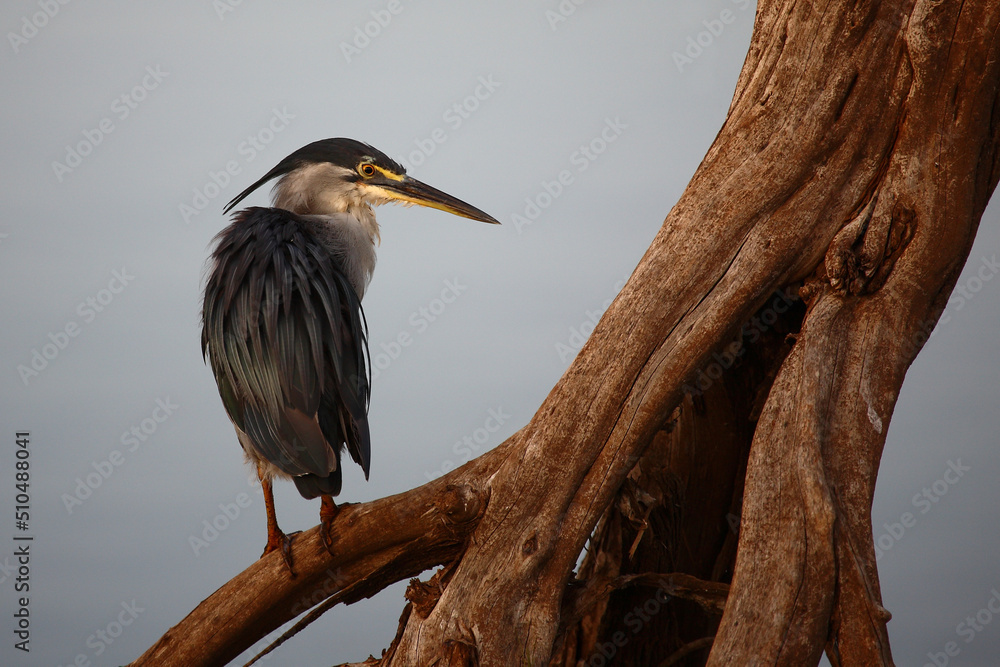 Fototapeta premium Afrikanischer Graureiher / Grey heron / Ardea cinerea