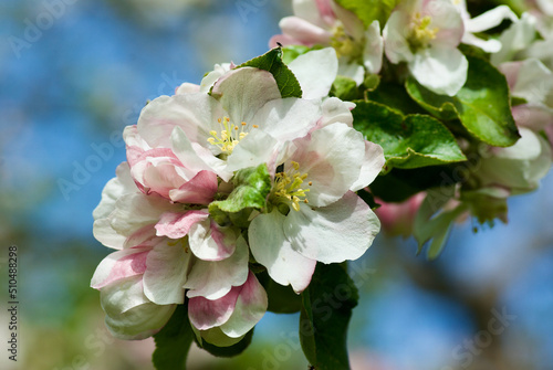 Close up of blossoming apple tree branch in late spring in Sweden. photo