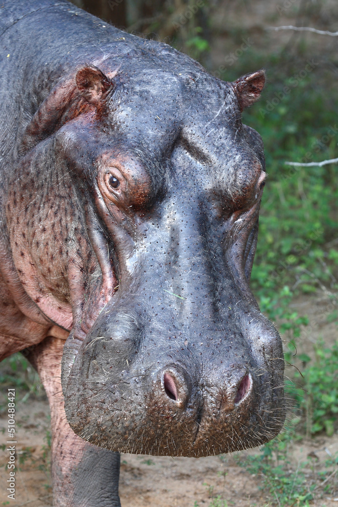 Flußpferd / Hippopotamus / Hippopotamus amphibius Flußpferd / Hippopotamus / Hippopotamus amphibius