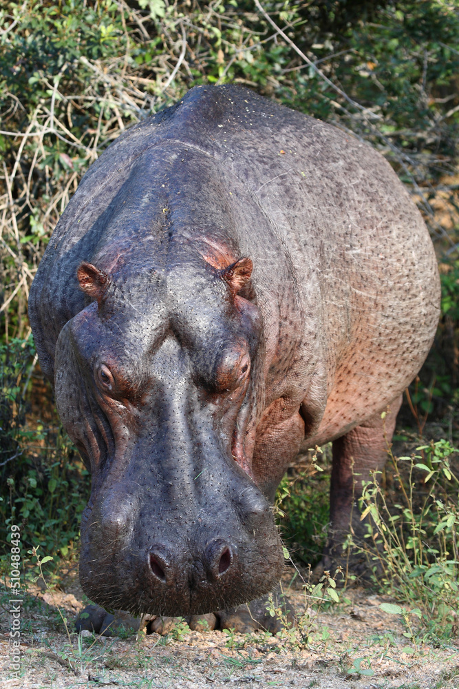 Flußpferd / Hippopotamus / Hippopotamus amphibius Flußpferd / Hippopotamus / Hippopotamus amphibius
