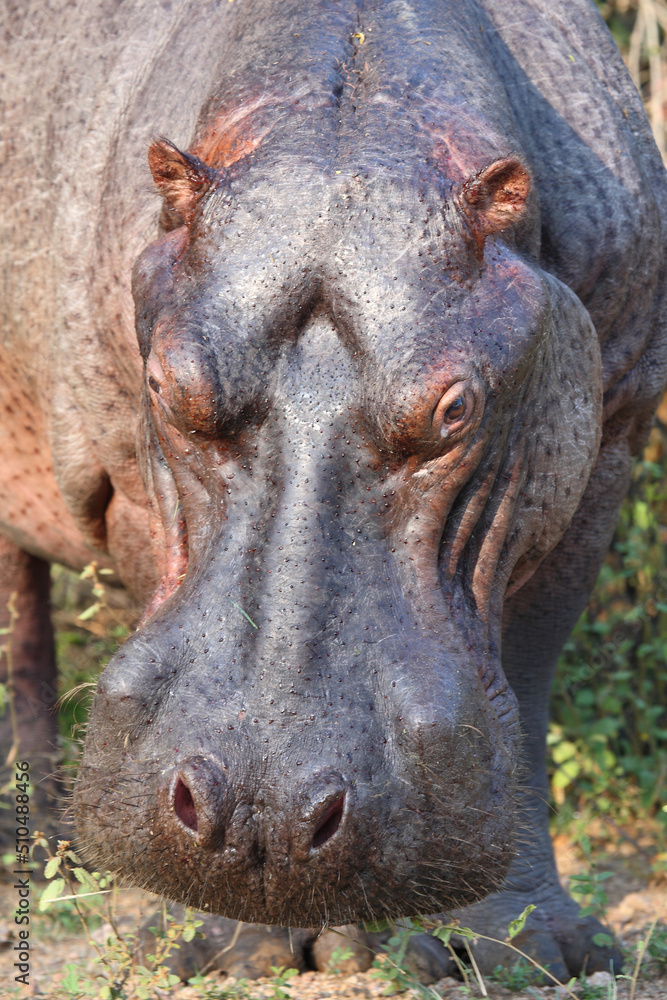 Flußpferd / Hippopotamus / Hippopotamus amphibius Flußpferd / Hippopotamus / Hippopotamus amphibius