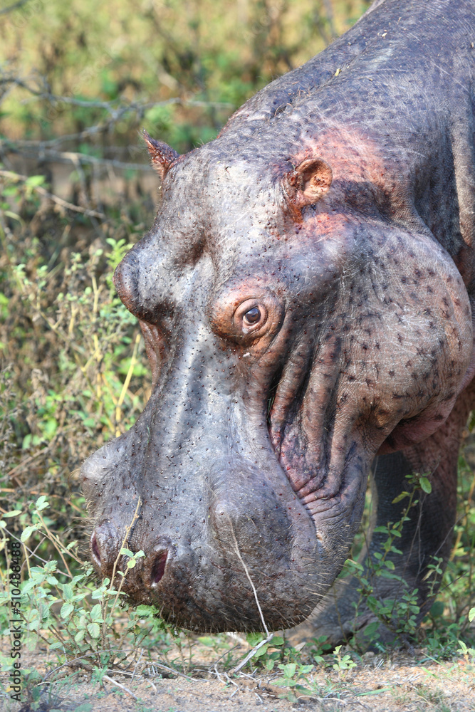 Flußpferd / Hippopotamus / Hippopotamus amphibius Flußpferd / Hippopotamus / Hippopotamus amphibius