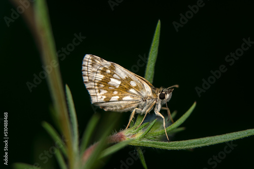  Macro Photography of Moth on Twig of Plant.