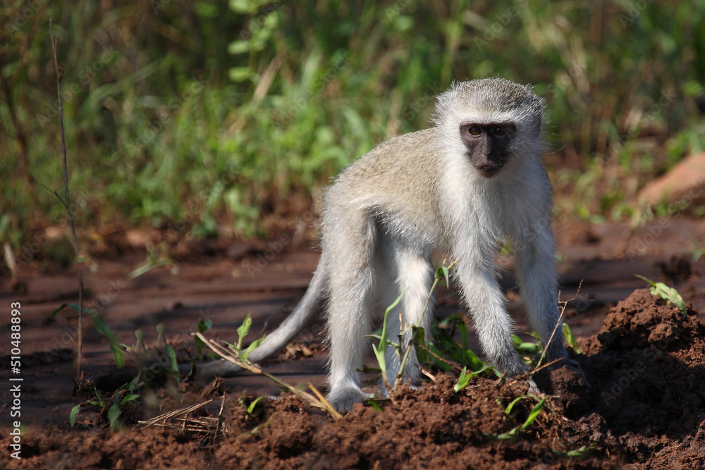 Obraz premium Grüne Meerkatze / Vervet monkey / Cercopithecus aethiops ..