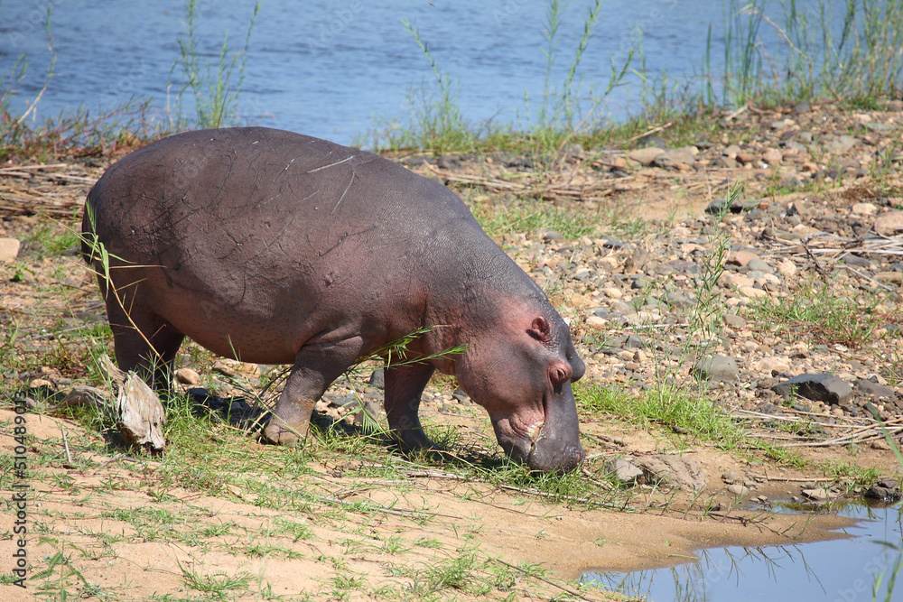 Flußpferd / Hippopotamus / Hippopotamus amphibius Flußpferd / Hippopotamus / Hippopotamus amphibius