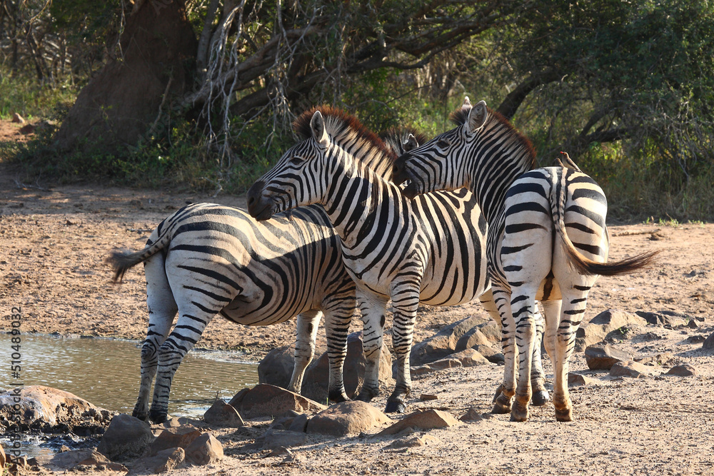 Steppenzebra und Rotschnabel-Madenhacker / Burchell's zebra and Red-billed oxpecker / Equus burchellii et Buphagus erythrorhynchus Steppenzebra und Rotschnabel-Madenhacker / Burchell's zebra and Red-billed oxpecker / Equus burchellii et Buphagus erythrorhynchus