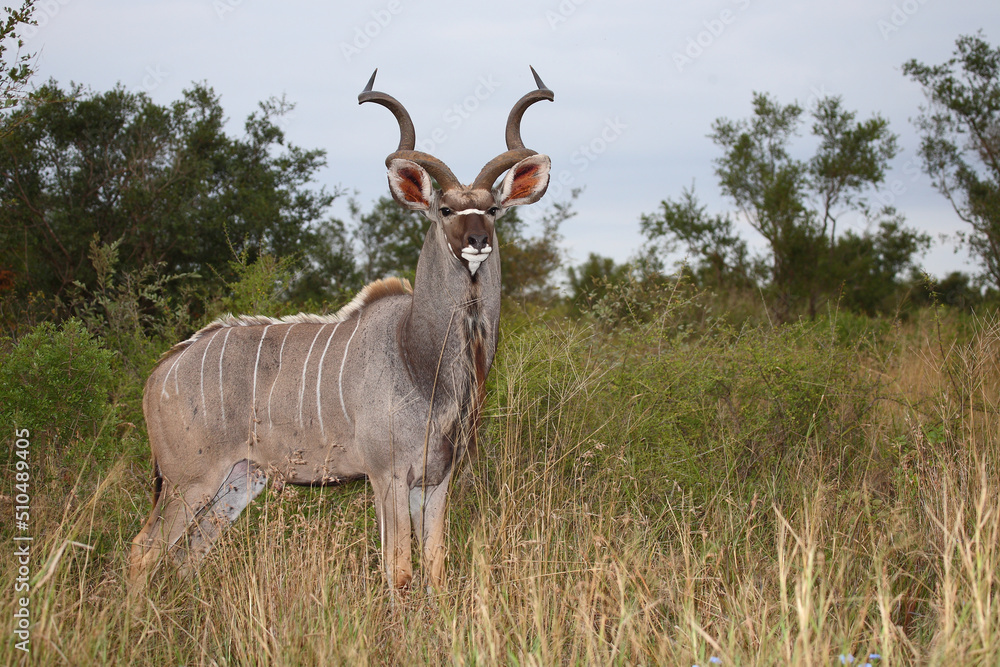 Großer Kudu / Greater kudu / Tragelaphus strepsiceros Großer Kudu / Greater kudu / Tragelaphus strepsiceros