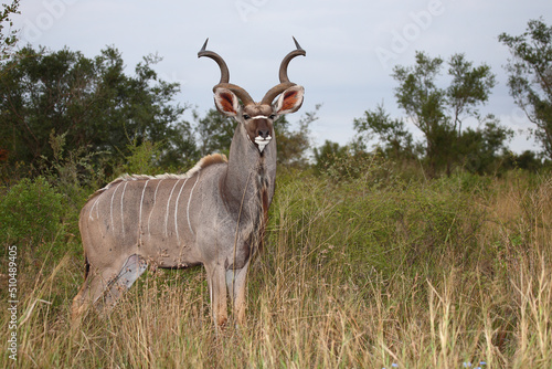 Großer Kudu / Greater kudu / Tragelaphus strepsiceros © Ludwig