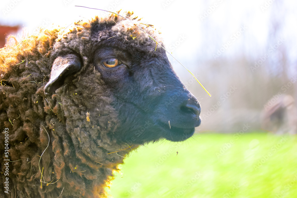 Portrait in profile of a funny curly brown sheep in a pen on at home farm paddock. A sad sheep is grazing outdoors at sunny day. Animals husbandry. Livestock, cattle breeding, agriculture concept. Portrait in profile of a funny curly brown sheep in a pen on at home farm paddock. A sad sheep is grazing outdoors at sunny day. Animals husbandry. Livestock, cattle breeding, agriculture concept.